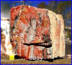 Huge Arizona Rainbow Petrified Fossilised Wood Slice Prehistoric Tree 928g