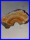 Huge_Natural_Shaped_Missouri_Petrified_Wood_Chunk_01_ptc