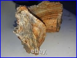 Huge, Natural-Shaped Missouri Petrified Wood Chunk