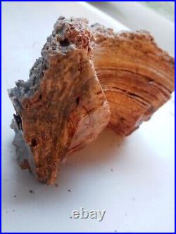 Huge, Natural-Shaped Missouri Petrified Wood Chunk