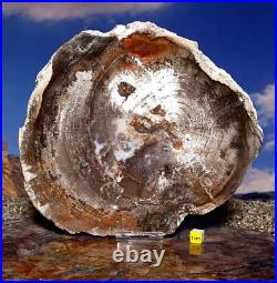 Huge Petrified Fossilised Wood Section Slab Prehistoric Elm Tree 206mm