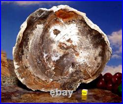 Huge Petrified Fossilised Wood Section Slab Prehistoric Elm Tree 206mm