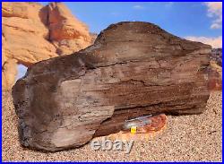 Huge Petrified Fossilised Wood Sparkling Permineralised Fossil Tree 8994g