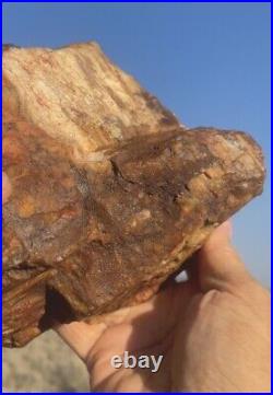 Huge Petrified Opal Agate Wood 6lbs+ Massive Extremely Rare Druzy Covered