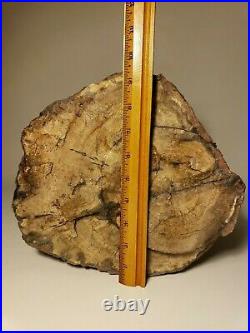 Huge Petrified Wood / Tree Portion Old Collected Specimen 1930's 82lbs / 37kg