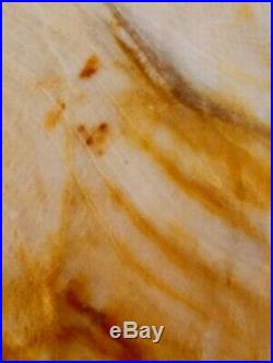 Huge Polished Full Round Petrified Wood Log Agate Saddle Mountain Washington 12#