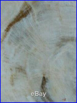 Huge Polished Full Round Petrified Wood Log Agate Saddle Mountain Washington 12#
