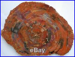 Huge, Polished Multi-Colored Arizona Petrified Wood Round-End Cut