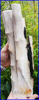 Huge Stunning Piece Of Polished Genuine Fossil Petrified Wood, From Indonesia