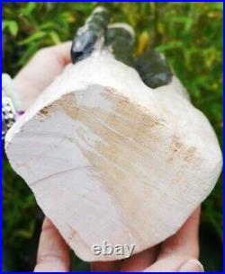 Huge Stunning Piece Of Polished Genuine Fossil Petrified Wood, From Indonesia