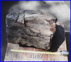 Hugh Solid Agatized & Opalized Petrified Wood 14 16 Diam. X 22 Length