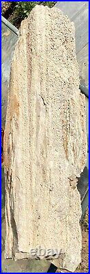 IMPRESSIVE 29.11 Lb Petrified Fossil Wood Log Covered In Large Druzy-Over 20 L