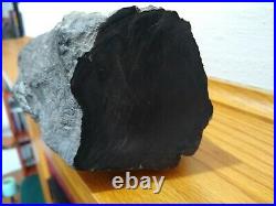 Incredible Black Petrified Wood Scholar Stone