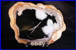 Indonesian Petrified Palm Root Round