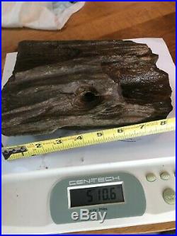 Ironwood rough, hollow, knots, petrified, 5 lb 10 oz, 8 inches