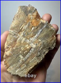 Johnson City Texas Petrified Wood Tree Fossil Slab with Polished Base Johnson City Texas Petrified Wood Tree Fossil Slab with Polished Base
