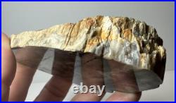 Johnson City Texas Petrified Wood Tree Fossil Slab with Polished Base Johnson City Texas Petrified Wood Tree Fossil Slab with Polished Base