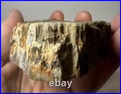 Johnson City Texas Petrified Wood Tree Fossil Slab with Polished Base Johnson City Texas Petrified Wood Tree Fossil Slab with Polished Base