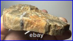 Johnson City Texas Petrified Wood Tree Fossil Slab with Polished Base Johnson City Texas Petrified Wood Tree Fossil Slab with Polished Base