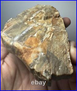 Johnson City Texas Petrified Wood Tree Fossil Slab with Polished Base Johnson City Texas Petrified Wood Tree Fossil Slab with Polished Base