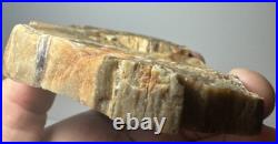 Johnson City Texas Petrified Wood Tree Fossil Slab with Polished Base Johnson City Texas Petrified Wood Tree Fossil Slab with Polished Base