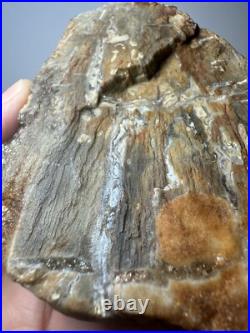 Johnson City Texas Petrified Wood Tree Fossil Slab with Polished Base Johnson City Texas Petrified Wood Tree Fossil Slab with Polished Base