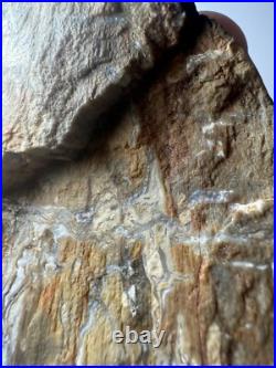 Johnson City Texas Petrified Wood Tree Fossil Slab with Polished Base Johnson City Texas Petrified Wood Tree Fossil Slab with Polished Base