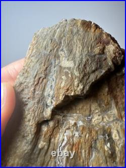 Johnson City Texas Petrified Wood Tree Fossil Slab with Polished Base Johnson City Texas Petrified Wood Tree Fossil Slab with Polished Base