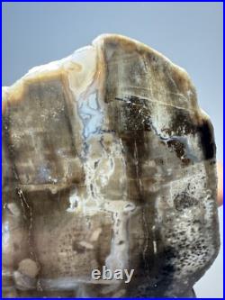 Johnson City Texas Petrified Wood Tree Fossil Slab with Polished Base Johnson City Texas Petrified Wood Tree Fossil Slab with Polished Base