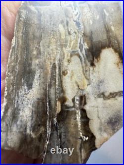 Johnson City Texas Petrified Wood Tree Fossil Slab with Polished Base Johnson City Texas Petrified Wood Tree Fossil Slab with Polished Base