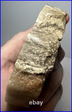 Johnson City Texas Petrified Wood Tree Fossil Slab with Polished Base Johnson City Texas Petrified Wood Tree Fossil Slab with Polished Base