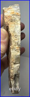 Johnson City Texas Petrified Wood Tree Fossil Slab with Polished Base Johnson City Texas Petrified Wood Tree Fossil Slab with Polished Base