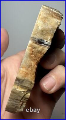 Johnson City Texas Petrified Wood Tree Fossil Slab with Polished Base Johnson City Texas Petrified Wood Tree Fossil Slab with Polished Base