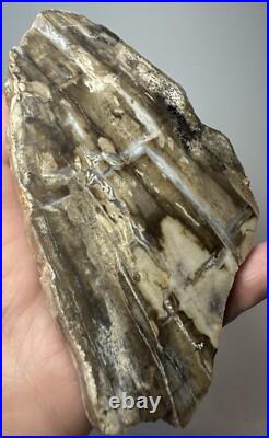 Johnson City Texas Petrified Wood Tree Fossil Slab with Polished Base Johnson City Texas Petrified Wood Tree Fossil Slab with Polished Base