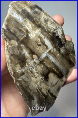Johnson City Texas Petrified Wood Tree Fossil Slab with Polished Base Johnson City Texas Petrified Wood Tree Fossil Slab with Polished Base