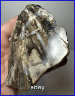 Johnson City Texas Petrified Wood Tree Fossil Slab with Polished Base Johnson City Texas Petrified Wood Tree Fossil Slab with Polished Base