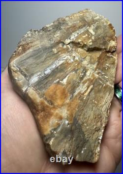 Johnson City Texas Petrified Wood Tree Fossil Slab with Polished Base Johnson City Texas Petrified Wood Tree Fossil Slab with Polished Base