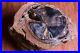 LARGE_Blue_Forest_Petrified_Wood_Botryoidal_Gold_Calcite_Crystals_9_lbs_01_put