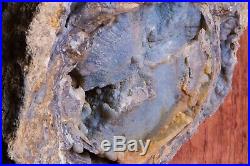 LARGE Blue Forest Petrified Wood Botryoidal Gold Calcite Crystals 9 lbs