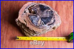 LARGE Blue Forest Petrified Wood Botryoidal Gold Calcite Crystals 9 lbs