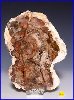 LARGE PETRIFIED WOOD Fossil Arizonia Rainbow Wood Slab 1179g