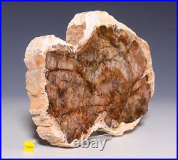 LARGE PETRIFIED WOOD Fossil Arizonia Rainbow Wood Slab 1179g