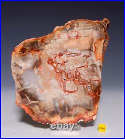 LARGE PETRIFIED WOOD Fossil Arizonia Rainbow Wood Slab 872g