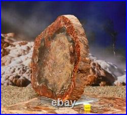 LARGE PETRIFIED WOOD Fossil Arizonia Rainbow Wood Slab 997g
