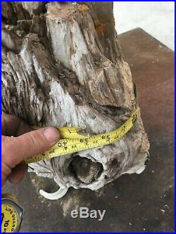 LARGE PETRIFIED WOOD LOG GORGEOUS 100 lb KNOTS AND HOLES Collector Fossil
