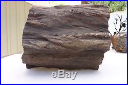 LARGE PETRIFIED WOOD LOG GORGEOUS 46+ lb MINERAL, ROCK ANTIQUE Collector Fossil