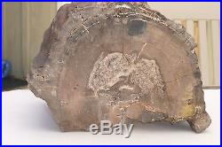 LARGE PETRIFIED WOOD LOG GORGEOUS 46+ lb MINERAL, ROCK ANTIQUE Collector Fossil