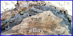 LARGE ROUND STUNNING Petrified Wood SLICE Madagascar Lovely colouring 4.4Kg