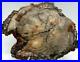 LG11_25_Petrified_Wood_Slab_Fossil_Polished_Both_Sides_WithStand_Madagascar_C1110_01_qvx