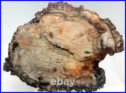 LG11.25 Petrified Wood Slab Fossil Polished Both Sides WithStand Madagascar C1110